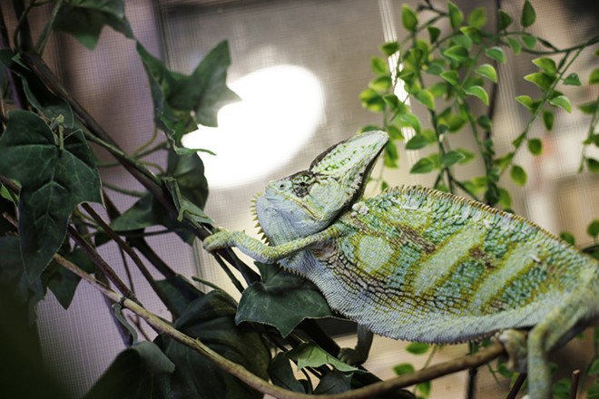 Reptile Domicile is an at-home rescue in Spokane hoping to soon become a full-blown nonprofit