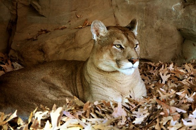 Cougar killed in Coeur d'Alene, Kavanaugh vows he won't withdraw and other headlines