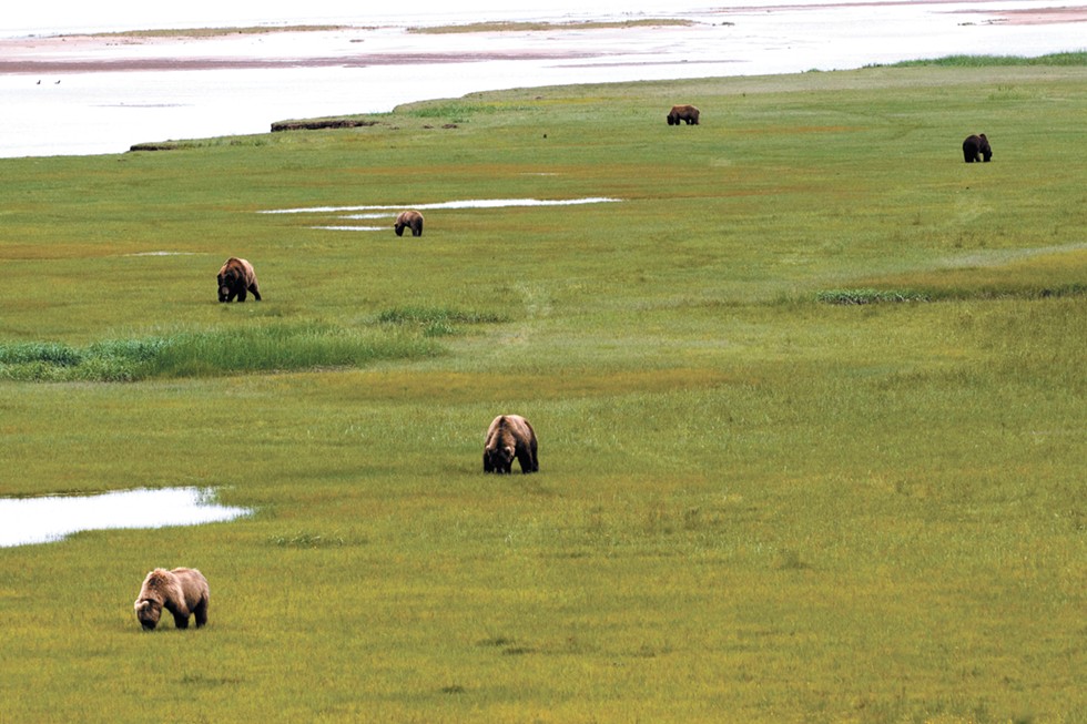 A WSU researcher lived with grizzly bears in Alaska. She came away convinced humans and grizzlies can coexist