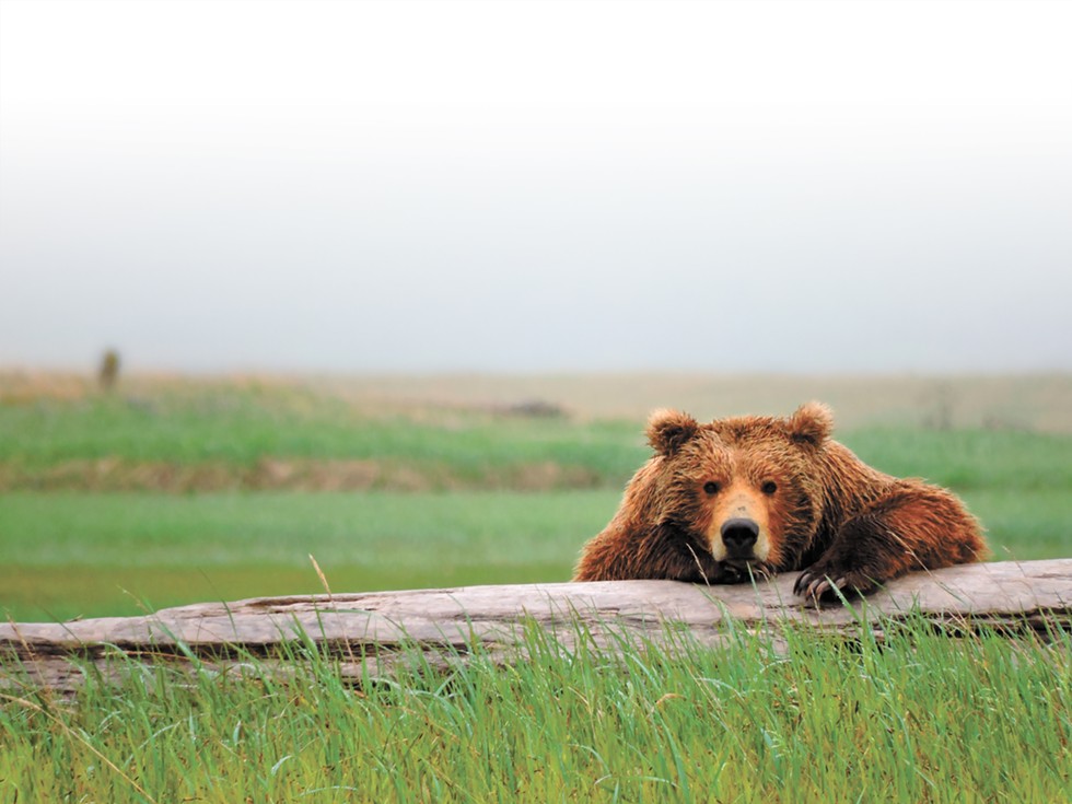 A WSU researcher lived with grizzly bears in Alaska. She came away convinced humans and grizzlies can coexist