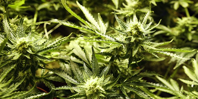 Senate passes bill to vacate misdemeanor marijuana convictions