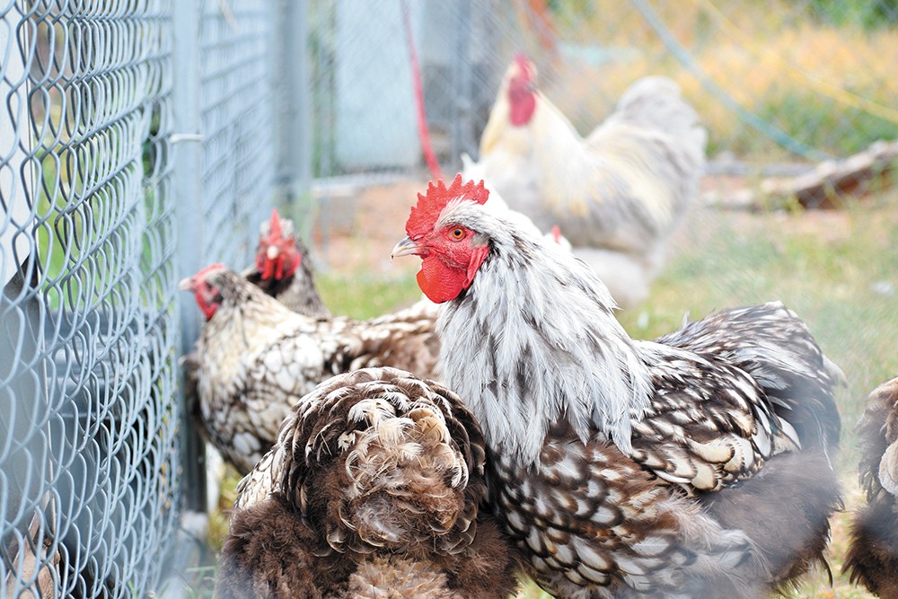 A local chicken breeder explains why chickens can be your pets