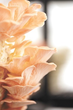 Meet two Spokane farms growing several uncommon yet versatile mushroom varieties