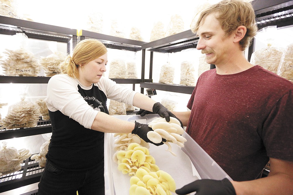 Meet two Spokane farms growing several uncommon yet versatile mushroom varieties