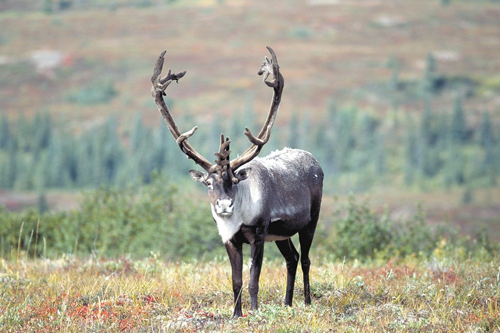 Where have all the caribou gone?