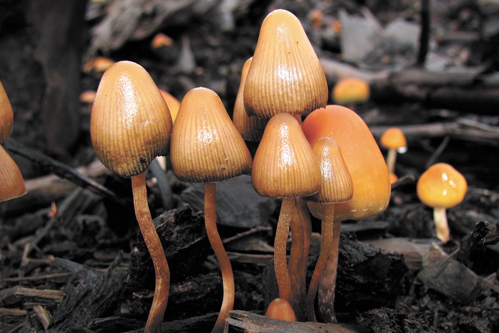 What's behind the recent push to decriminalize psychedelic mushrooms in Western states?