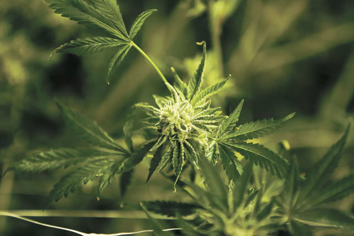 Updates on the cannabis market from Montana, Maine and beyond