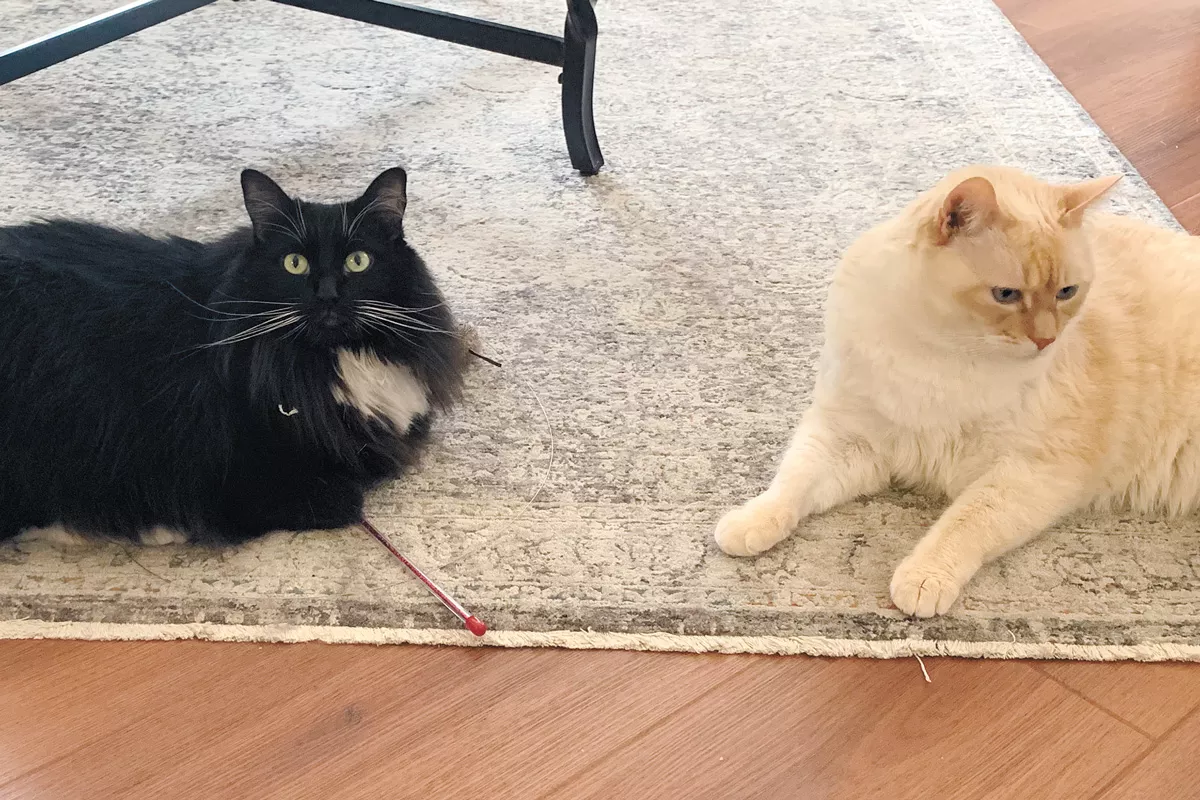 Five Stages of Cats Adjusting To Work From Home