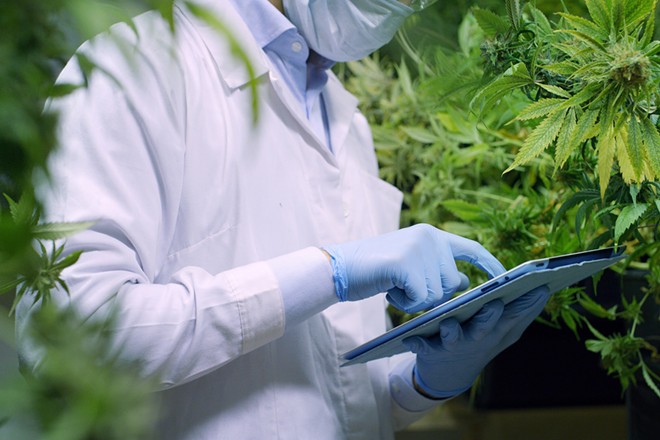 New research looks into cannabis as a weapon in the fight against the pandemic