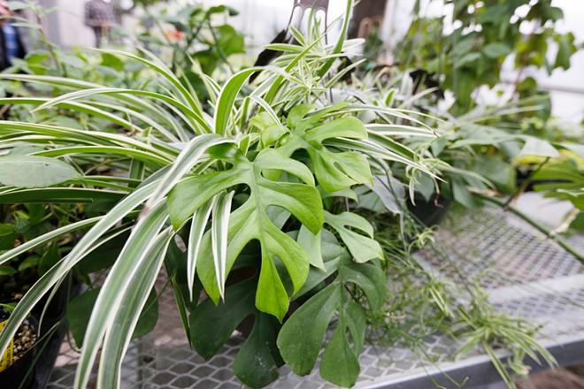 A local expert helps you maximize the benefits of houseplants with minimal effort