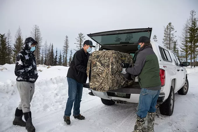 In bringing back wild lynx, Confederated Colville tribes hope to right historical wrongs and restore balance to wildlife on the landscape