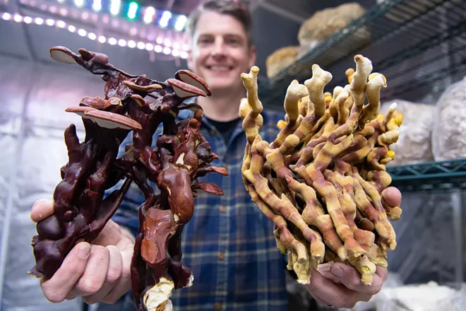 Two local beekeepers embark on a journey growing mushrooms as Far Land Fungi