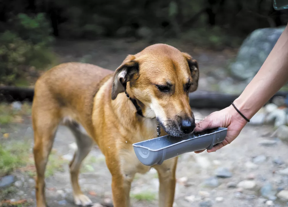 Dogs need clean drinking water just like you do