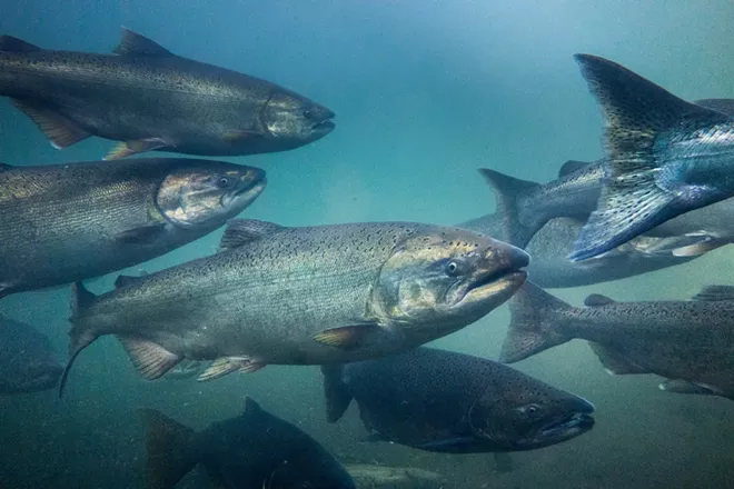 Trout Unlimited national president to discuss dam removal, protecting all interests