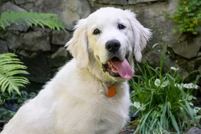 Oh no, have I turned into a dog person?
