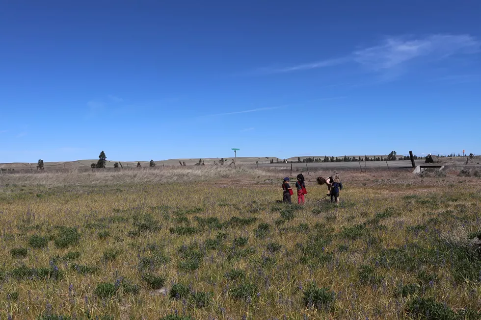 In a field outside Fishtrap, Salish School of Spokane kindergartners touch their history — the delicious camas root — and carry their cultural connections into the future