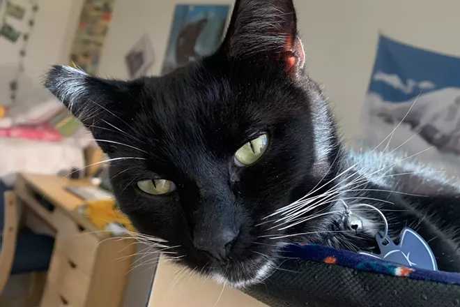 How the stress of campus life is eased with a university-approved emotional support animal