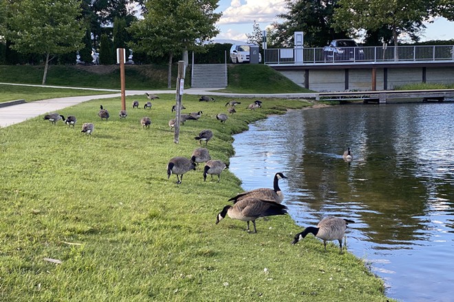 Sandpoint City Council OKs a goose hunt at City Beach to tackle all that poop
