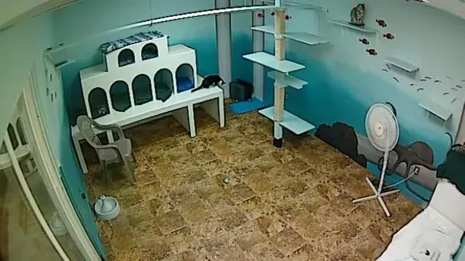 CAT FRIDAY: Play with cats online at the Spokane Humane Society