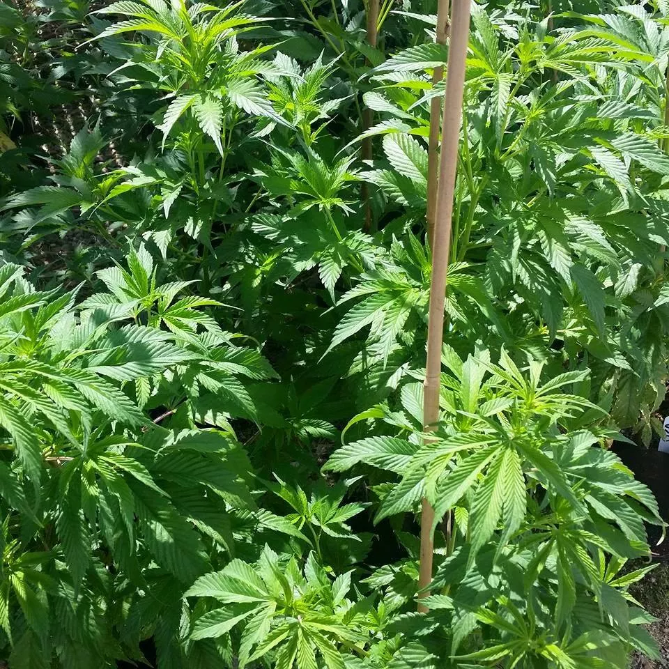 Home Grown