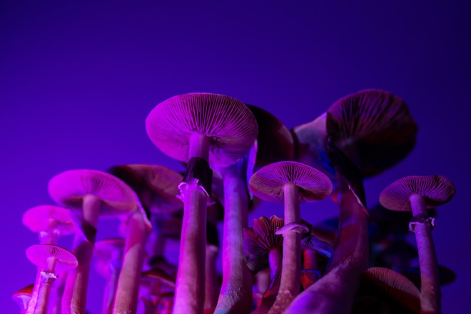 A Washington state bill would legalize psilocybin, the key ingredient in "magic mushrooms"