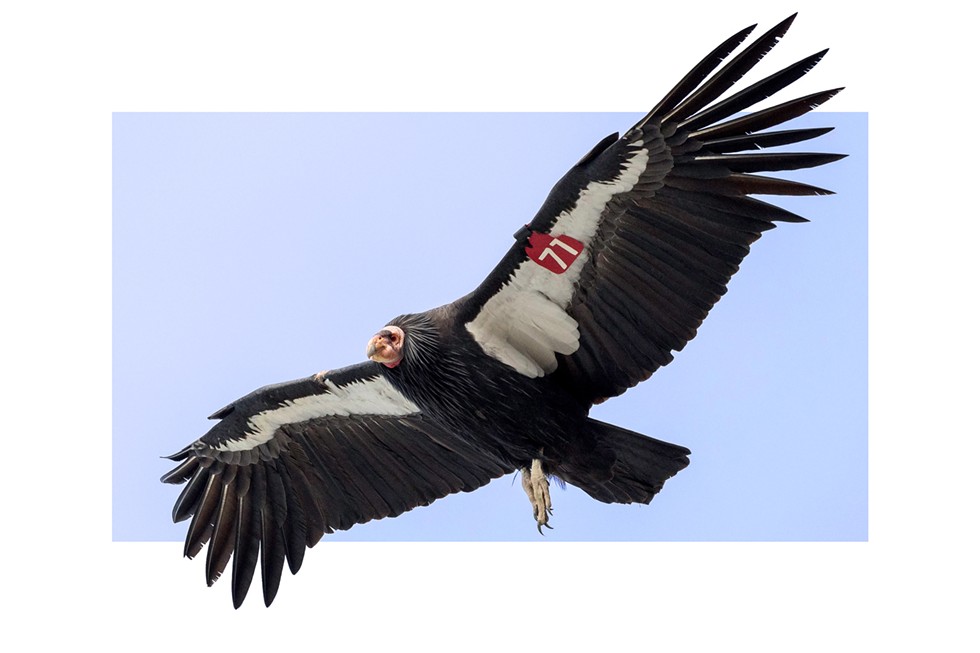 The last scientifically documented sighting of a wild condor in Washington state occurred in 1897. Can they come back?