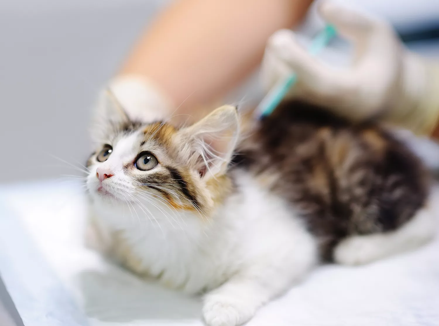 Prevent needless misery and death simply by getting dogs and cats vaccinated