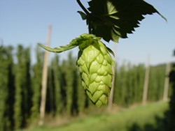 Celebrate the glory of fresh hop beers at the Lantern Tap House this weekend