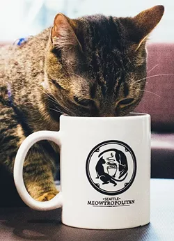 CAT FRIDAY: The Northwest's next cat cafe to open soon in Seattle