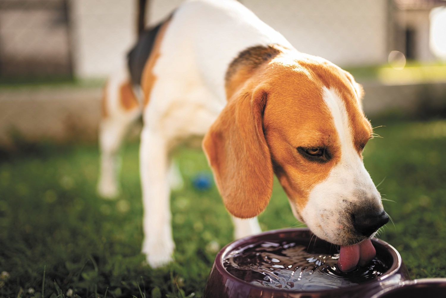 Summer sunshine feels so good, but dogs may need your help to prevent overdoing it