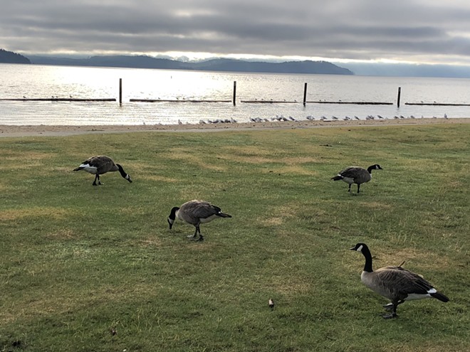 Sandpoint resorts to euthanizing park-dwelling geese after failing to get them to leave (2)