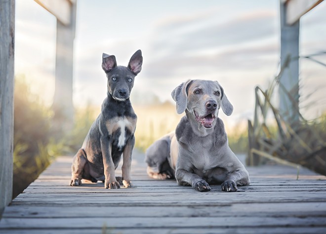 Rachel Moore not only trains and shows dogs, she also creates artful portraits of canines &mdash; and cats