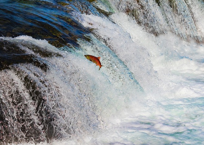 Save Our Wild Salmon has been working for more than 30 years to salvage &#10;the future of salmon and steelhead populations in the Pacific Northwest