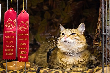 A huge cat show is coming to Spokane next month