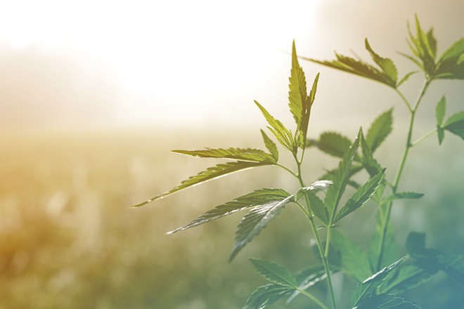 Whether you call it pot, weed or grass, cannabis is cannabis &mdash; but what is hemp?