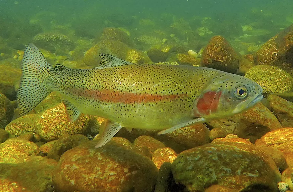 Swimming with the Spokane River's signature fish — a living symbol of the river's resurrection