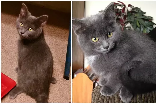 CAT FRIDAY: Yoshi, a kitten born with a birth defect, needs help funding surgery