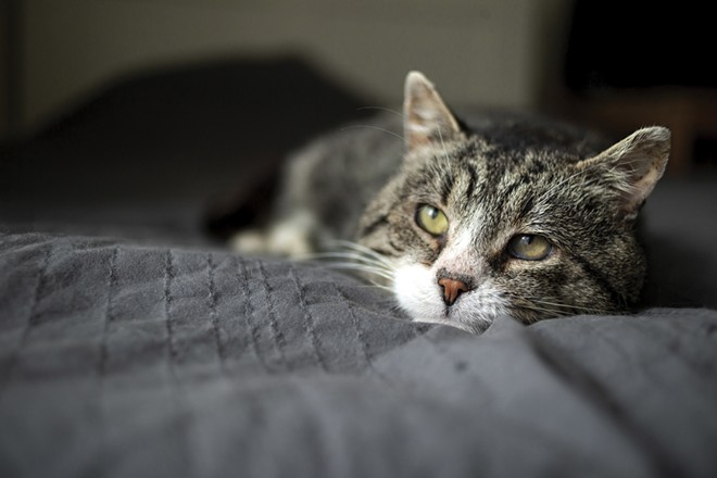 With just a little effort, you can help your senior cat age gracefully