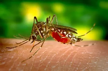 How worried should the Inland Northwest be about the Zika outbreak?