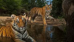 THIS WEEK: Jammy tunes, big cats, chocolate feasts and funny men