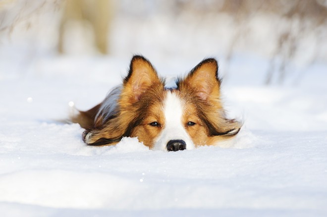 When is the cold too cold for your pet?