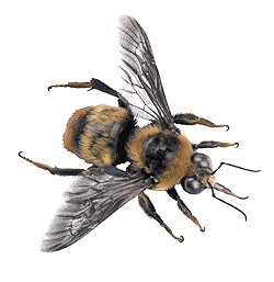 A Better Bee?
