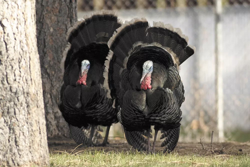 Trapping Turkeys