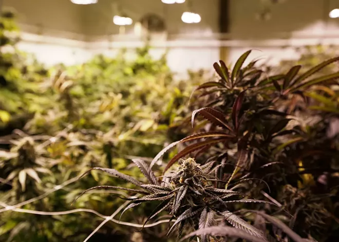 Olympia considers allowing Washingtonians to cultivate cannabis
