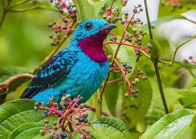 THIS WEEK: Metal and folk tunes, poetry and bird-watching strolls