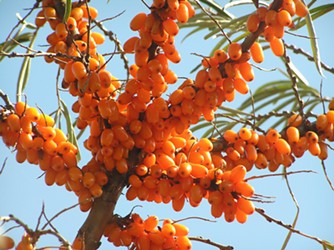 Around the World in 80 Plates: Sea Buckthorn from the East Himalayas