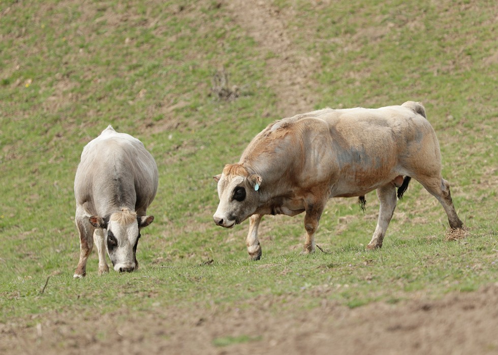 Valleyford rancher Justin Owens seeks to reimagine ranching with his Piedmontese cattle