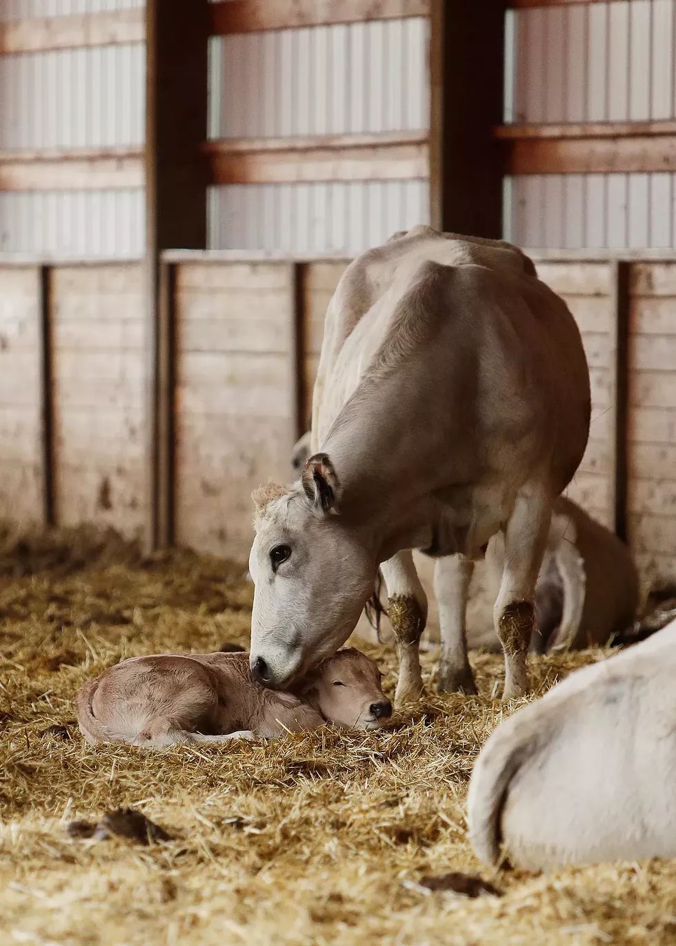 Valleyford rancher Justin Owens seeks to reimagine ranching with his Piedmontese cattle