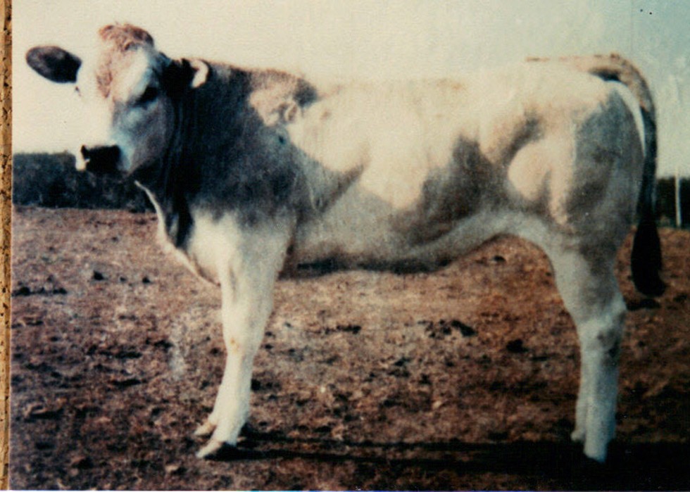 Valleyford rancher Justin Owens seeks to reimagine ranching with his Piedmontese cattle