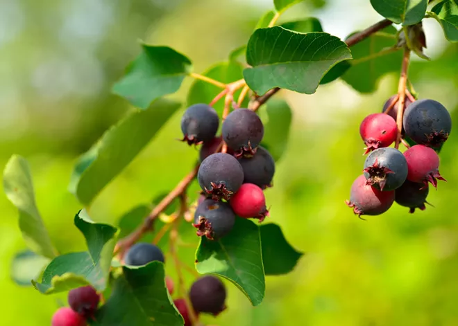 Native Species to Plant